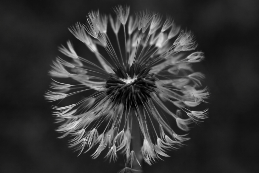 2013 05 09 IMG 05664ebw